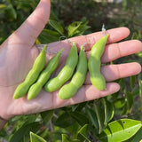 Vibrant Green Soybean Pendant Earring